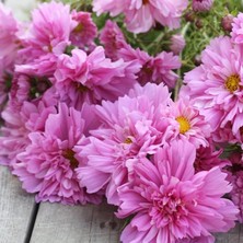 Zengarden Katlı Kozmos Çiçeği Tohumu Double Dutch Rose Cosmos