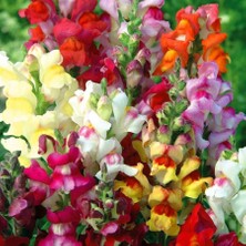 Zengarden Circus Clowns Aslanağzı Tohumu Karışımı Snapdragon Antirrhinum