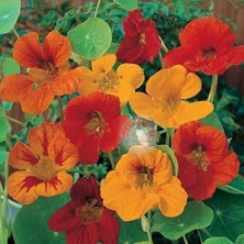 Zengarden Bodur Latin Çiçeği Tohumu Karışımı Tom Thumb Mix Nasturtium Majus