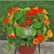 Zengarden Bodur Latin Çiçeği Tohumu Karışımı Tom Thumb Mix Nasturtium Majus