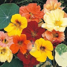 Zengarden Latin Çiçeği Tohumu Alaska Karışımı Nasturtium Majus