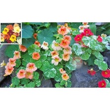 Zengarden Latin Çiçeği Tohumu Alaska Karışımı Nasturtium Majus