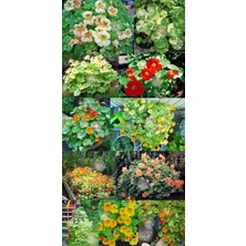 Zengarden Latin Çiçeği Tohumu Alaska Karışımı Nasturtium Majus