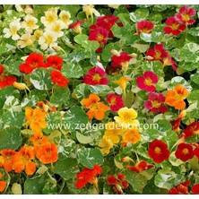 Zengarden Latin Çiçeği Tohumu Alaska Karışımı Nasturtium Majus