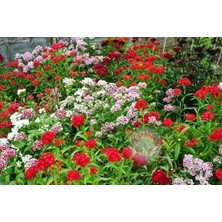 Zengarden Dianthus Barbatus Tohumu Kokulu Sweet William Karışım