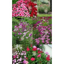 Zengarden Dianthus Barbatus Tohumu Kokulu Sweet William Karışım