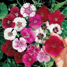 Zengarden Karanfil Tohumu Baby Doll Karışık Renkli Bodur Kokulu Dianthus