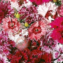 Zengarden Katmerli Çin Karanfil Tohumu Kokulu Saksılık Dianthus Chinensis