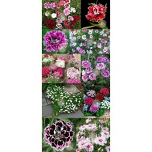 Zengarden Katmerli Çin Karanfil Tohumu Kokulu Saksılık Dianthus Chinensis