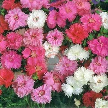 Zengarden Bodur Karanfil Tohumu Katmerli Yayılıcı ve Kokulu Dianthus Plumaris