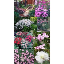 Zengarden Bodur Karanfil Tohumu Katmerli Yayılıcı ve Kokulu Dianthus Plumaris