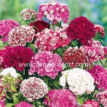 Zengarden Kokulu Karanfil Tohumu Katmerli Dianthus Barbadus Karışık Renkler