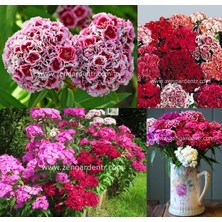 Zengarden Kokulu Karanfil Tohumu Katmerli Dianthus Barbadus Karışık Renkler