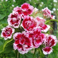 Zengarden Kokulu Karanfil Tohumu Katmerli Dianthus Barbadus Karışık Renkler