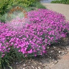 Zengarden Kokulu Çim Karanfil Tohumu Dianthus