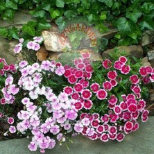 Zengarden Karanfil Tohumu Dianthus Plumaris