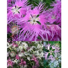 Zengarden Dantel Karanfil Tohumu Karışımı Dianthus Rainbow Loveliness