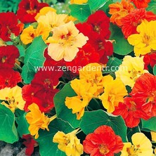 Zengarden Katmerli Latin Çiçeği Tohumu Nasturtium Mücevher Serisi