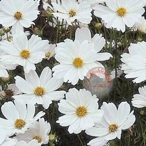 Beyaz Cosmos Tohumu Kozmos Çiçeği Bipinnatus Purity