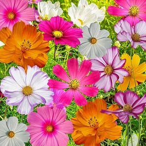 Kozmos Delisi Cosmos Çiçek Tohumu Karışımı Crazy For Cosmos