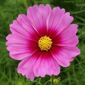 Radiance Cosmos Çiçeği Tohumu Kozmos