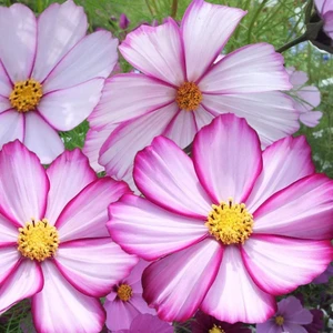 Picotee Cosmos Çiçeği Tohumu Kozmos Çiçeği