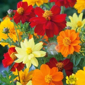 Bodur Kozmos Tohumu Parlak Renkler Karışımı Cosmos Sulphureus