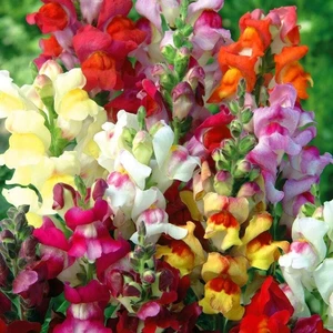 Circus Clowns Aslanağzı Tohumu Karışımı Snapdragon Antirrhinum