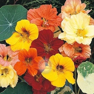 Latin Çiçeği Tohumu Alaska Karışımı Nasturtium Majus