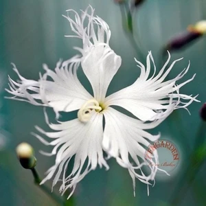Kokulu Dantel Karanfil Tohumu Dianthus Arenarius