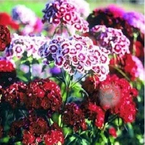 Dianthus Barbatus Tohumu Kokulu Sweet William Karışım