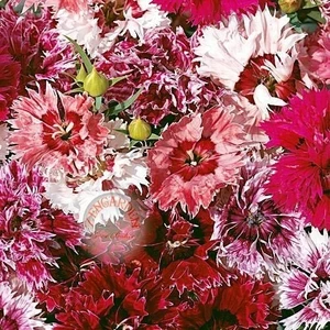 Katmerli Çin Karanfil Tohumu Kokulu Saksılık Dianthus Chinensis