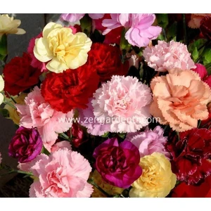 Karışık Renkli Bodur Karanfil Tohumu Vienna Mixed