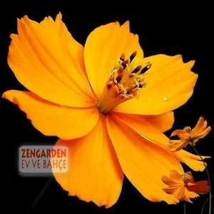 Turuncu Kozmos Tohumu Cosmos Sulphureus