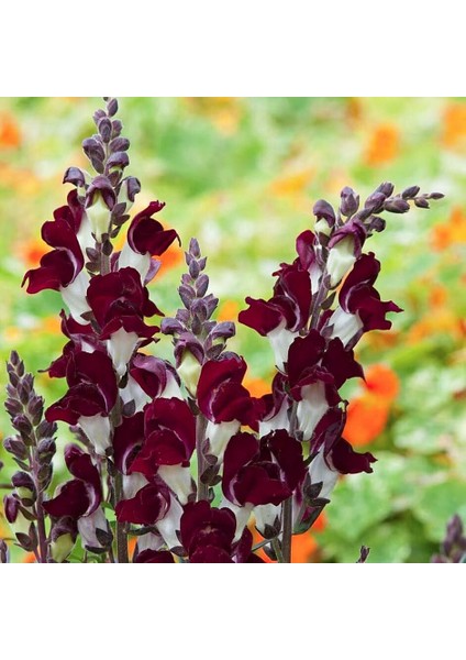 Gece ve Gündüz Aslanağzı Tohumu Karışımı Night And Day Antirrhinum