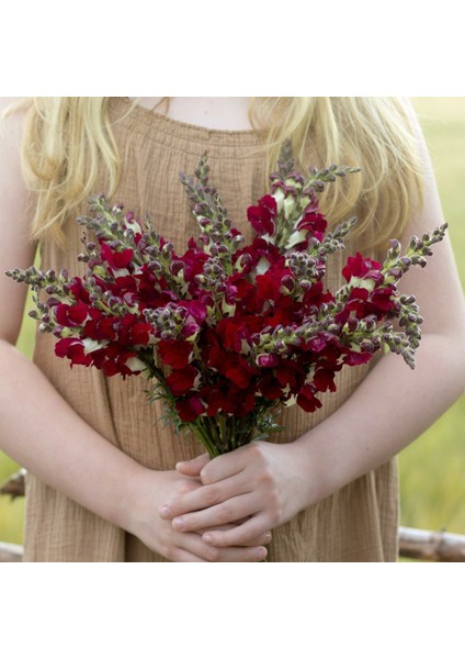 Gece ve Gündüz Aslanağzı Tohumu Karışımı Night And Day Antirrhinum