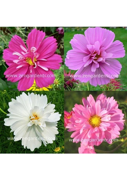 Kozmos Tohumu Katmerli Cosmos Psyche Bipinnatus