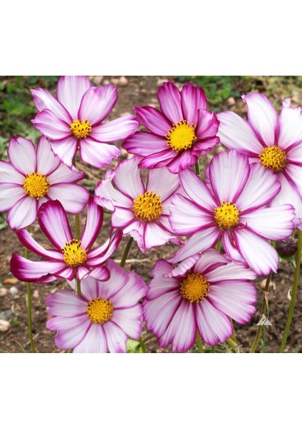 Picotee Cosmos Çiçeği Tohumu Kozmos Çiçeği