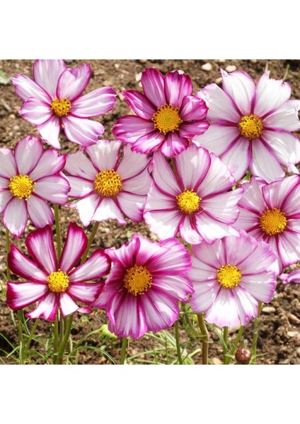 Picotee Cosmos Çiçeği Tohumu Kozmos Çiçeği