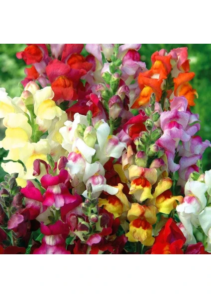 Circus Clowns Aslanağzı Tohumu Karışımı Snapdragon Antirrhinum