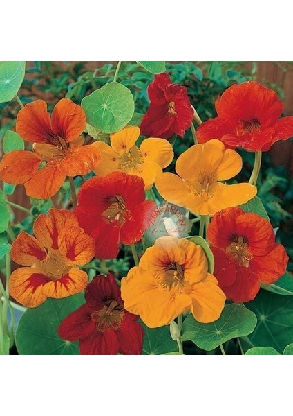 Bodur Latin Çiçeği Tohumu Karışımı Tom Thumb Mix Nasturtium Majus