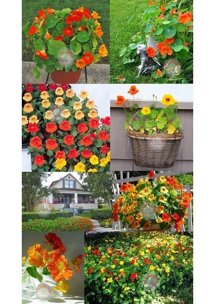 Bodur Latin Çiçeği Tohumu Karışımı Tom Thumb Mix Nasturtium Majus