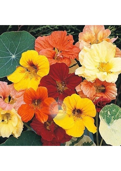 Latin Çiçeği Tohumu Alaska Karışımı Nasturtium Majus