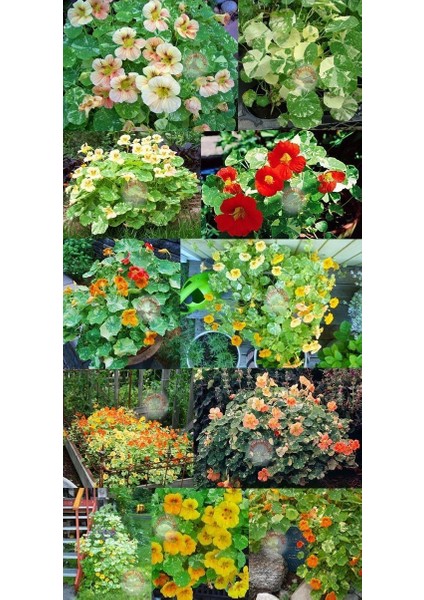 Latin Çiçeği Tohumu Alaska Karışımı Nasturtium Majus modelleri