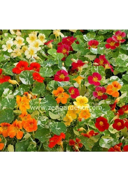 Latin Çiçeği Tohumu Alaska Karışımı Nasturtium Majus fırsatları