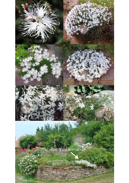 Kokulu Dantel Karanfil Tohumu Dianthus Arenarius modelleri