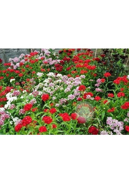 Dianthus Barbatus Tohumu Kokulu Sweet William Karışım