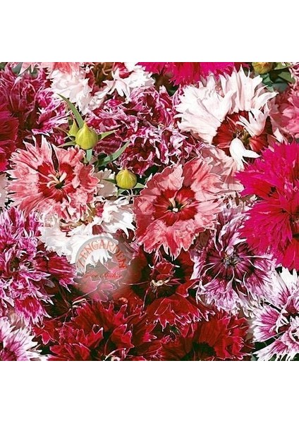 Katmerli Çin Karanfil Tohumu Kokulu Saksılık Dianthus Chinensis