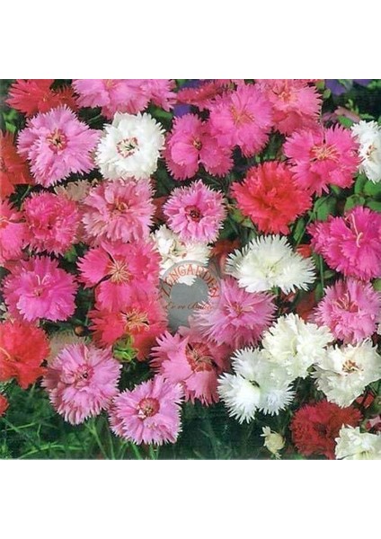 Bodur Karanfil Tohumu Katmerli Yayılıcı ve Kokulu Dianthus Plumaris