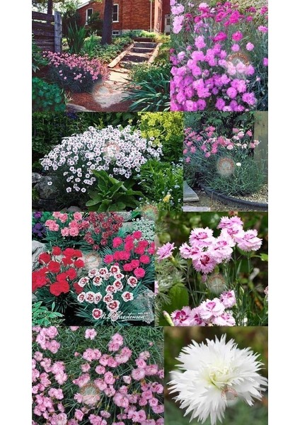 Bodur Karanfil Tohumu Katmerli Yayılıcı ve Kokulu Dianthus Plumaris fiyatları